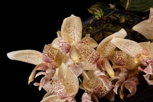 Stanhopea haseloffiana Huntington's Masterpiece HCC/AOS 77 pts. flower